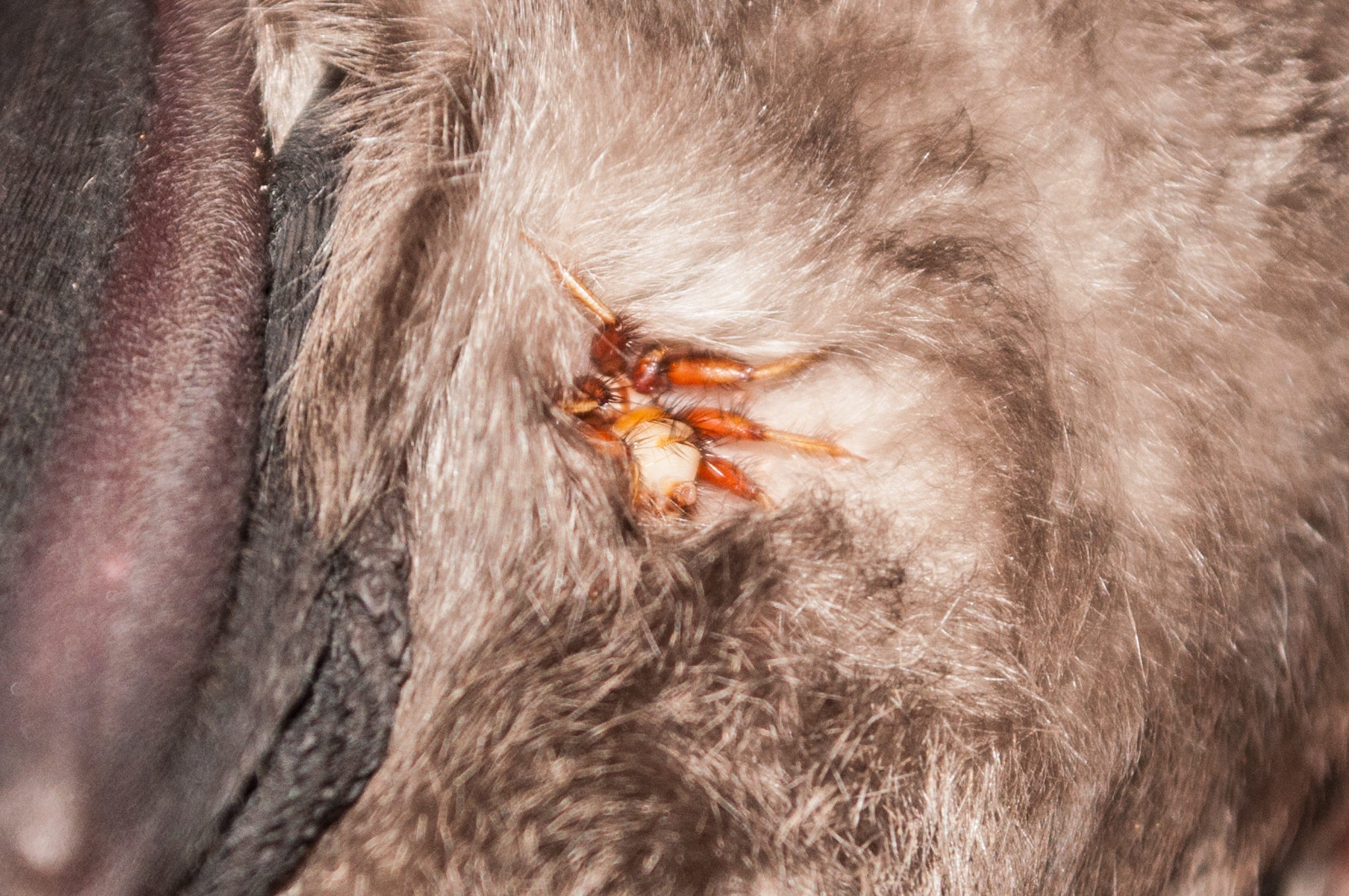 Oumatjie Cave Plettenberg Bay Rhinolophus capensis+Nycteribiidae (10)